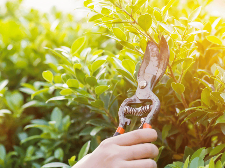 Hediyelik fidan dikimi ve bakımı