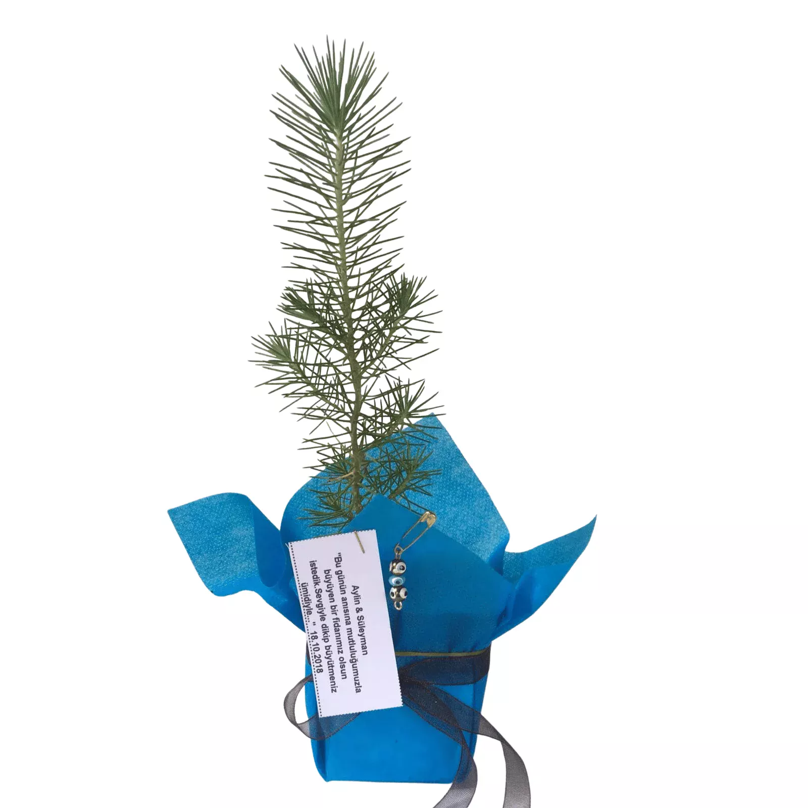 Fıstık Çamı 1 Fıstık Çamı