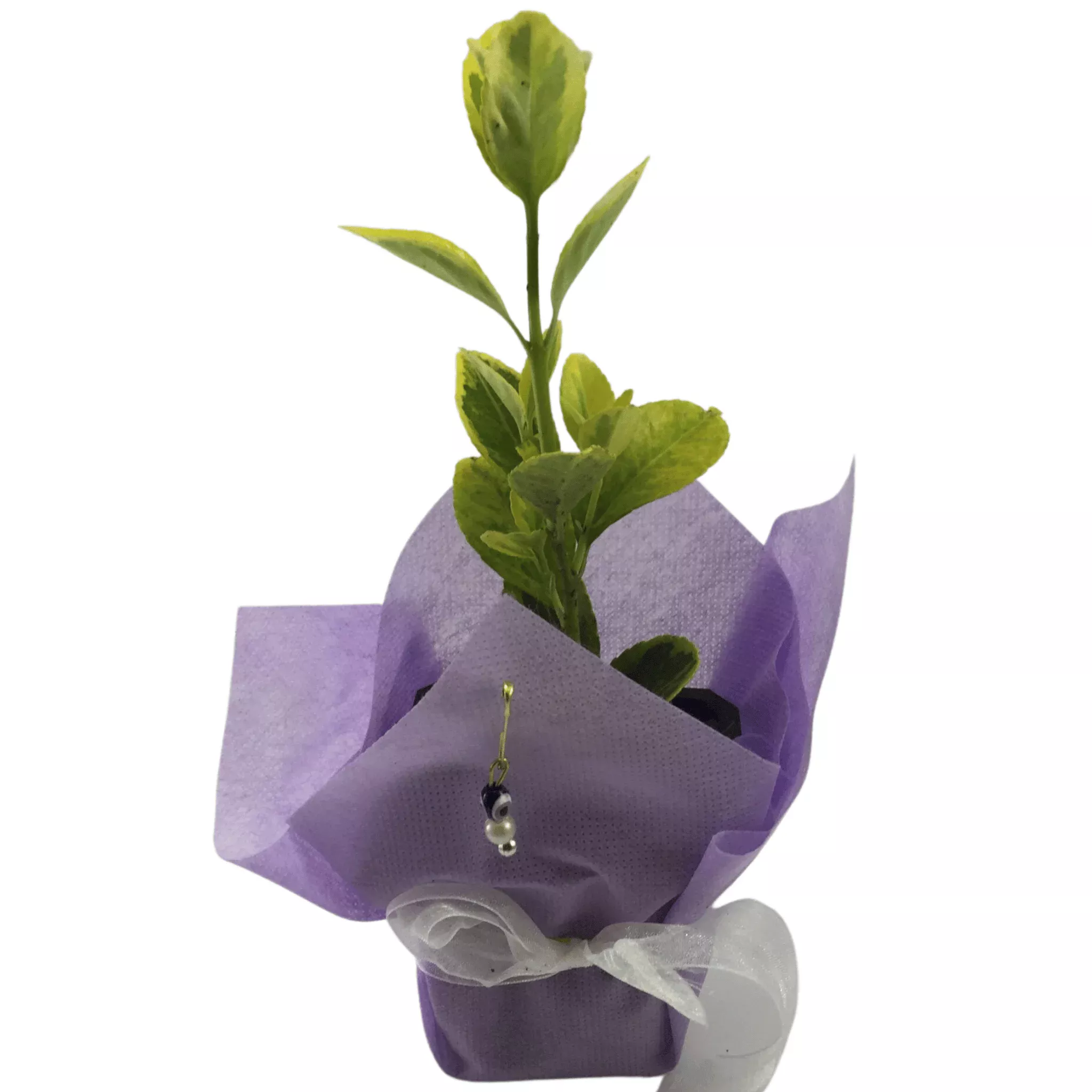 Altuni Taflan 1 Altuni Taflan