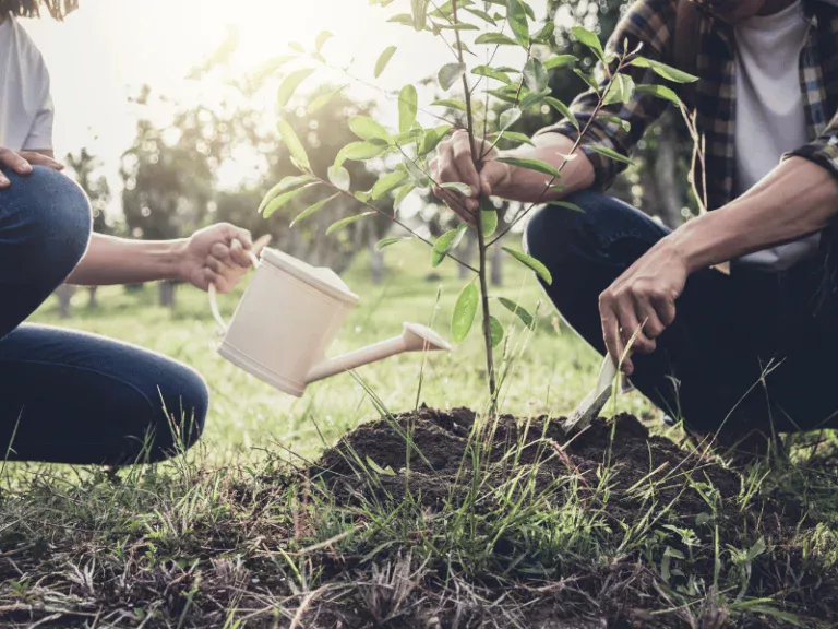 tree fertilization Blog 2