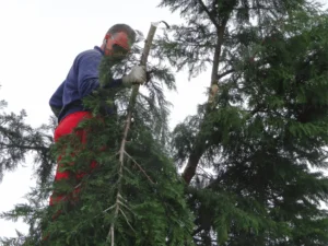 Hediyelik fidan dikimi ve bakımı 1