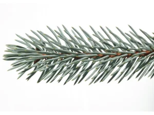 Mavi Ladin 1 Blue spruce fir Picea pungens