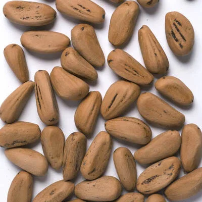 Fıstık Çamı Tohumu 100 Adet 1 fıstık çamı pinus pinea